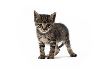 Pretty little grey cat on a white background