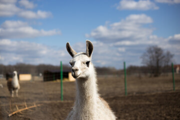 Obraz premium llama standing in the grass