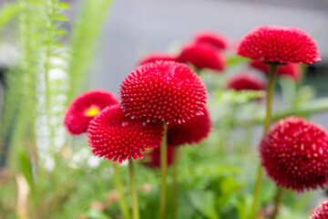 Bright Red Double English Daisy (Bellis perennis) Flowers  © ontronix