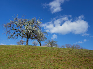 tree on the hill