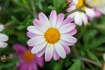 Close-up of daisies with pink tips