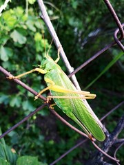 grasshopper on the grass