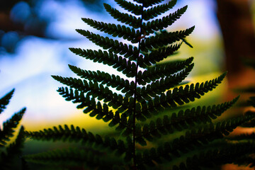 fern leaf
