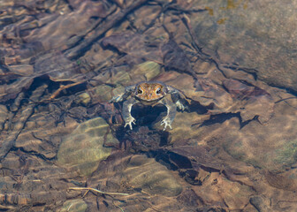 frog in the water