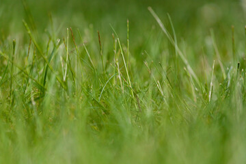 Green meadow background