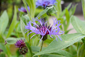 Purple Cornflower Close-up