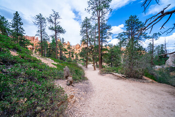 Fototapeta premium Wide angle view of trail in Bryce Canyon National park, as seen from the Queens Garden trail into the canyon