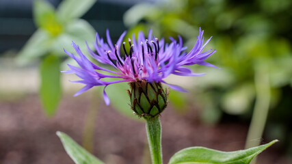 Purple Cornflower Close-up