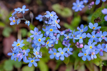 Forget-Me-Not Flower in May