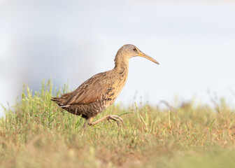 Clapper Rail (Rallus crepitans) in salt marsh, Galveston, Texas.   Gulf Coast