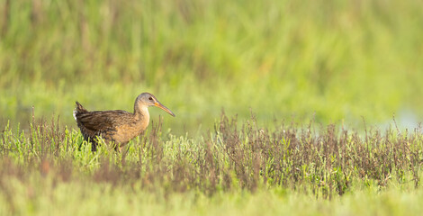 Clapper Rail (Rallus crepitans) in salt marsh, Galveston, Texas.   Gulf Coast