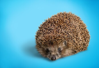 Hedgehog.