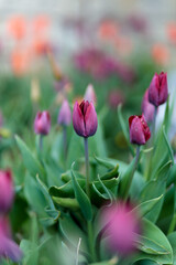 Fototapeta premium Purple tulips in the garden
