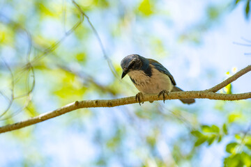 Western Scrub Jay (Aphelocoma Californica) sits on a branch.