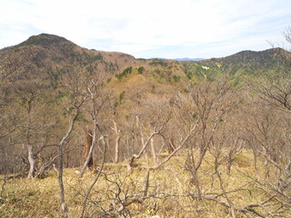 八方ヶ原の森