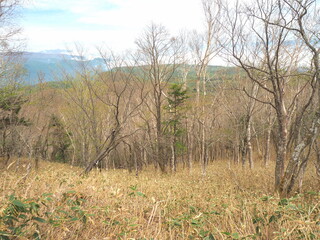 Obraz premium 八方ヶ原の森