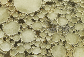 Liquid fat, close-up