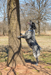 Texas Heeler dog standing up against a tree on two feet, looking up