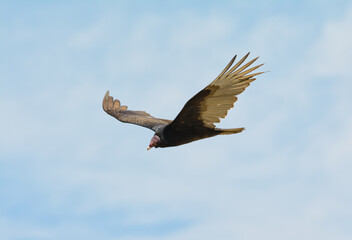Turkey Vulture soaring, looking down to the ground, searching for food