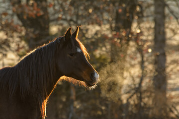 Dark bay Arabian horse on an early winter morning, with sunrise lighting up his outline and his steamy breath
