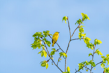 yellow bird on a branch
