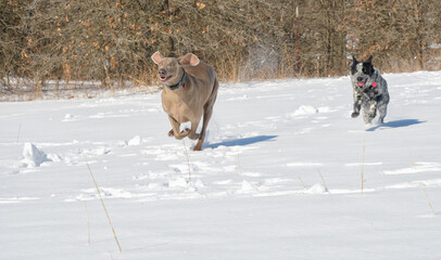Goofy looking Weimaraner running through a snowy field, with his little spotted friend following