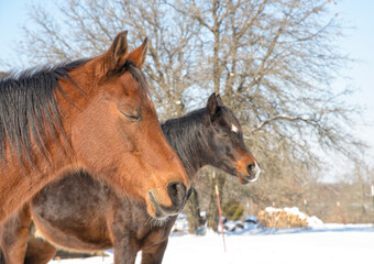 Obraz na płótnie Canvas Two horses taking a nap on a cold winter day, soaking in the warmth of sun