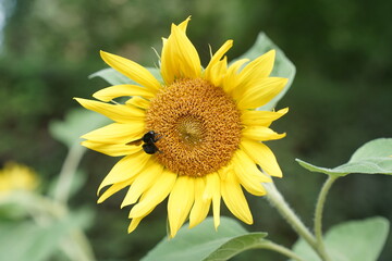 sunflower in the garden