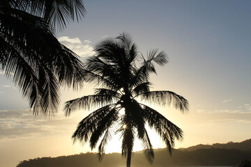 Naklejka na ściany i meble Sunset with palm in Playa Venao. Los Santos. Panamá.