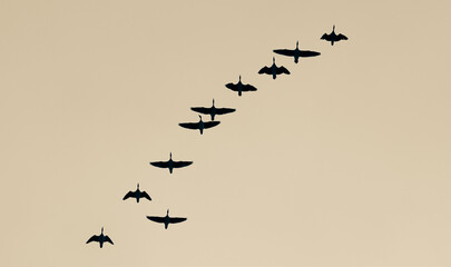 wild-gooses