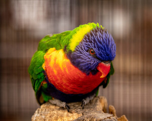 Rainbow Lorikeet Bird