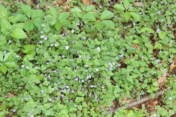 green ivy leaves