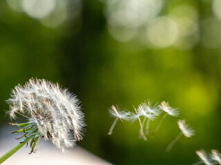 Dandelion blowing in the breeze