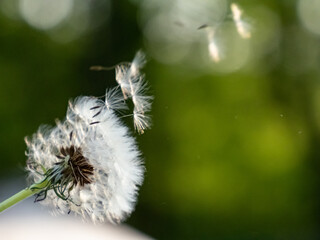 Dandelion blowing in the breeze