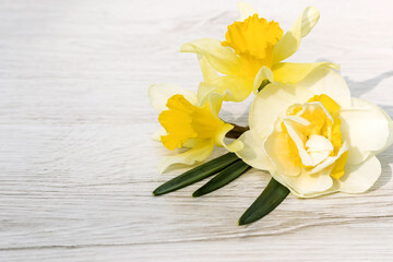 On a wooden light background, inflorescences of a beautiful flower daffodil.