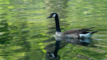 country goose on the water