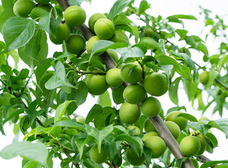 Japanese apricot fruit on a tree.