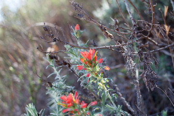 Red bracted yellow green axillary spike inflorescences bloom on Chaparral Paintbrush, Castilleja Foliolosa, Orobanchaceae, native in Red Rock Canyon MRCA Park, Santa Monica Mountains, Springtime.