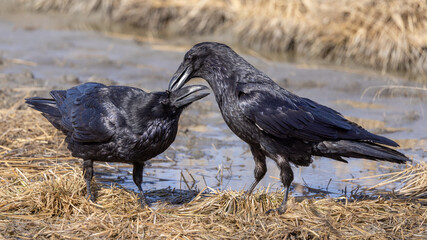 Common Raven Exhibiting  Nurturing Behavior