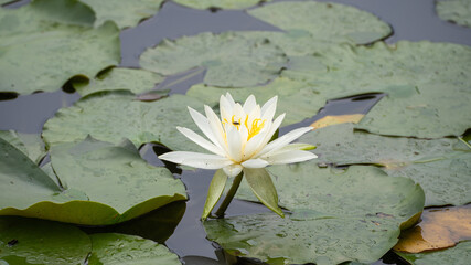 睡蓮の花の蜜を吸う虫。雨上がりの睡蓮の花。日本の雨期の池の風景。