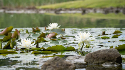 雨上がりの睡蓮の花。日本の雨期の池の風景。