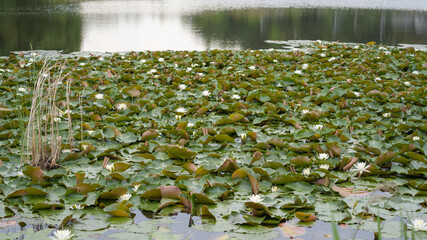 雨上がりの睡蓮の花。日本の雨期の池の風景。