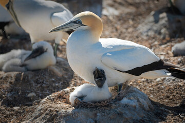Fototapeta premium Gannets and chicks at Cape Kidnappers, New Zealand