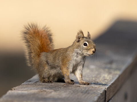 American Red Squirrel In Alaska