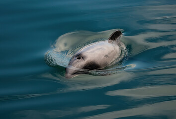Fototapeta premium Endangered New Zealand Dolphins