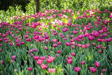 Colorful tulip flower in the garden at sunny summer or spring day