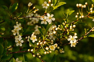 Spring. White cherry flowers.
Green blurred background.