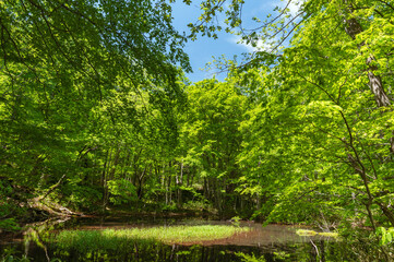 【青森県十和田】新緑の鏡沼-蔦の沼巡りの小道はぶな林の中