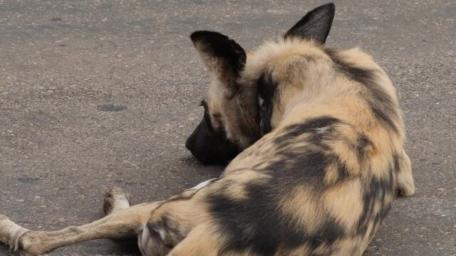African Wild Dog in Natural Environment