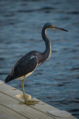 a Tricolored Heron standing on a small floating dock waiting for its next meal and catching some sun. 
